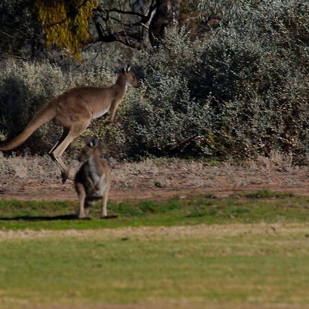 Renmark Country Club Экстерьер фото